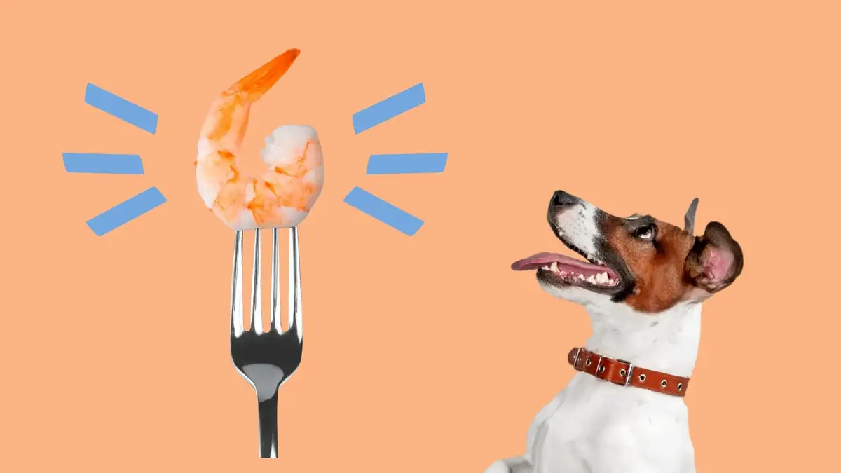 are shrimp shells bad for dogs