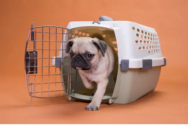 Large  dog crates for dogs