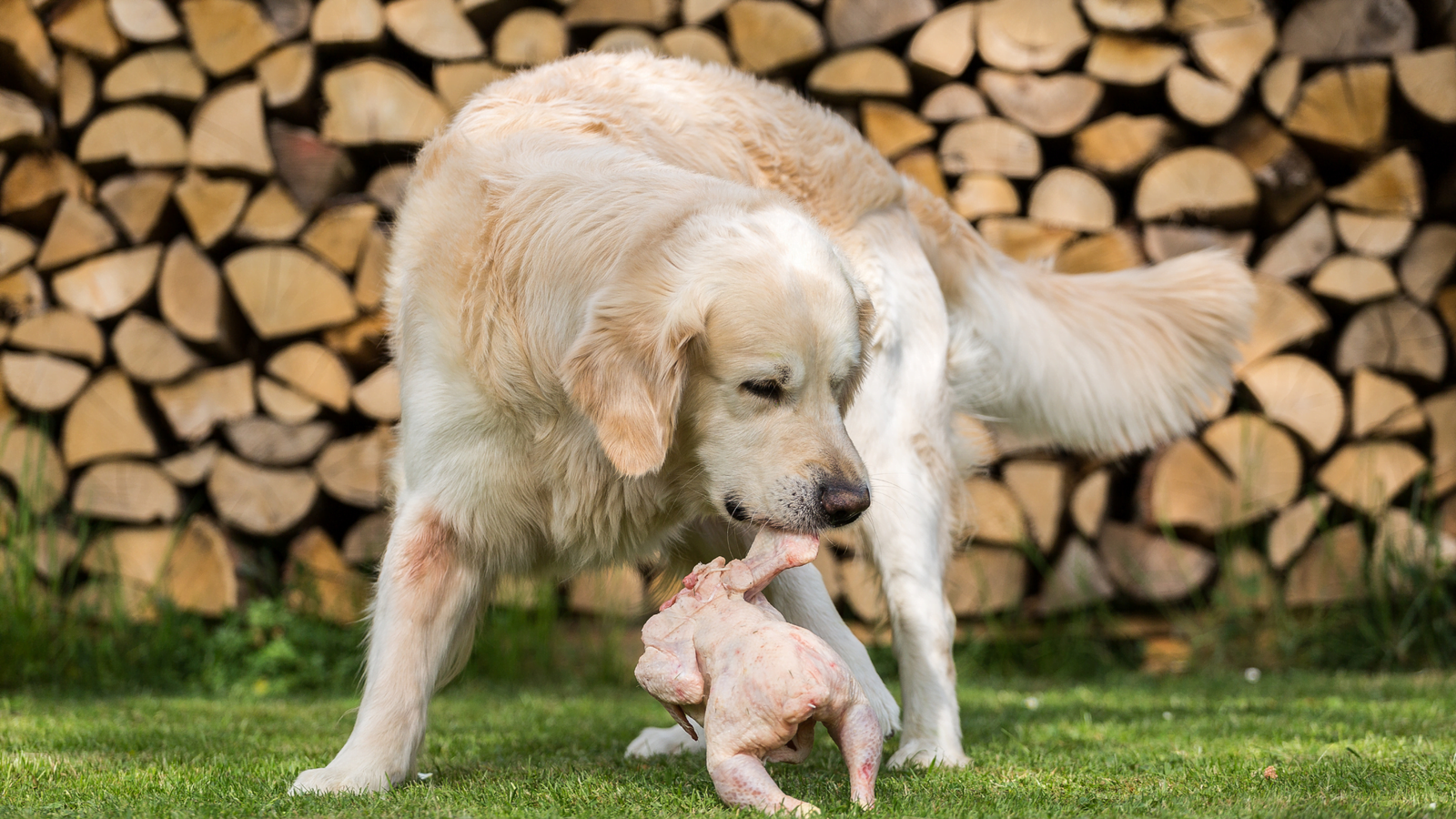 do dogs eat raw chicken