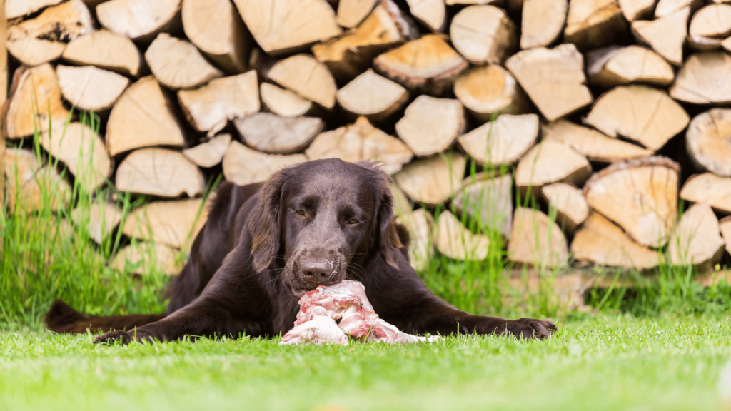 Dog eating raw chicken