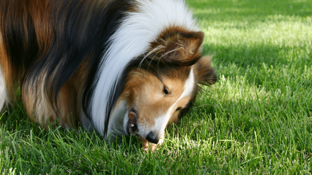 Can Dogs Eat Raw Chicken?