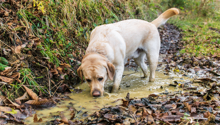 Dirt Sometimes Attract Your Dogs