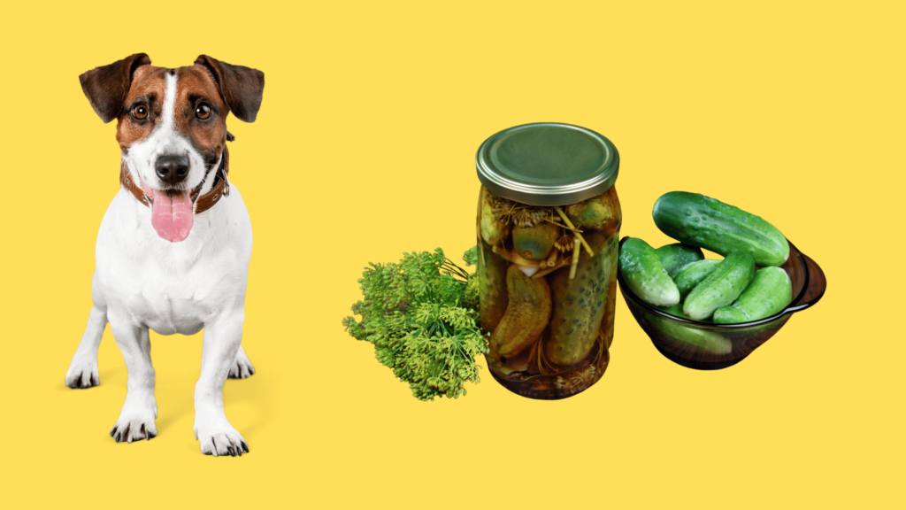 are dill pickles bad for dogs