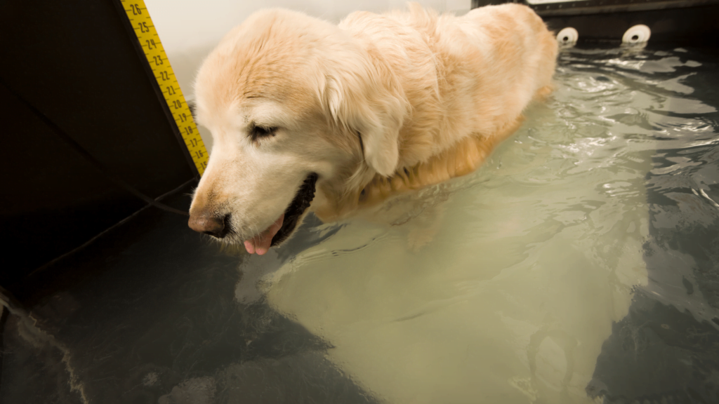 hydrotherapy for dogs