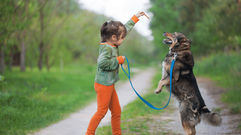 American Alsatian training