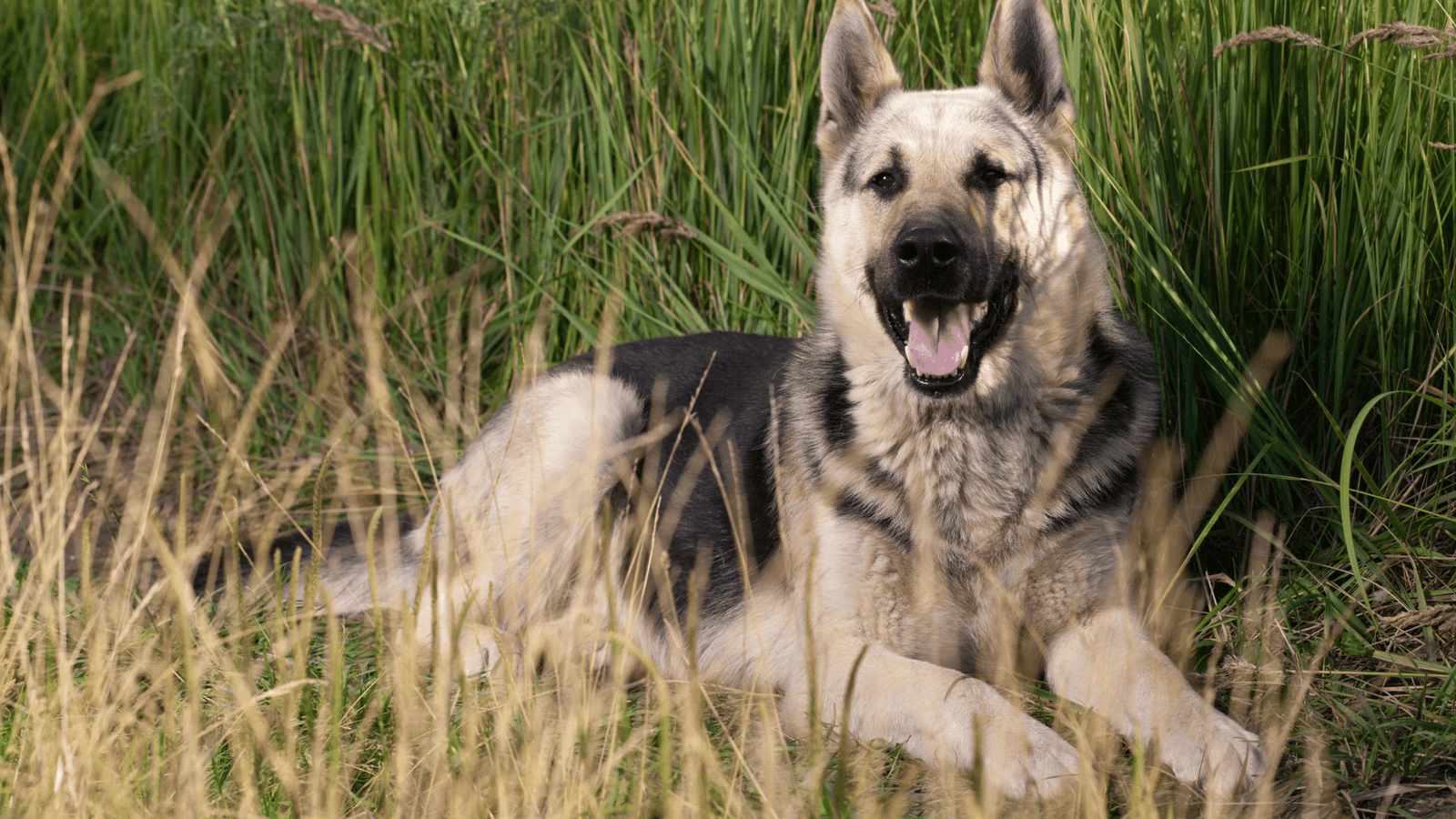 alsatian dog teddy