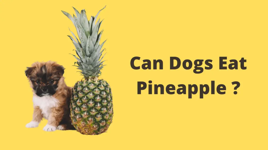 Can dogs eat pineapple?