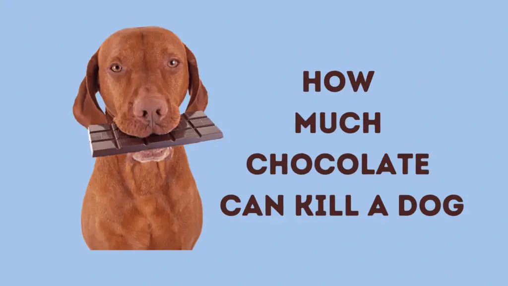 How much chocolate can kill a dog
