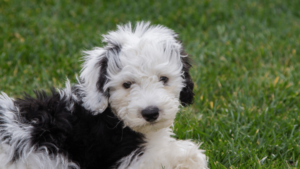 Sheepadoodle dog