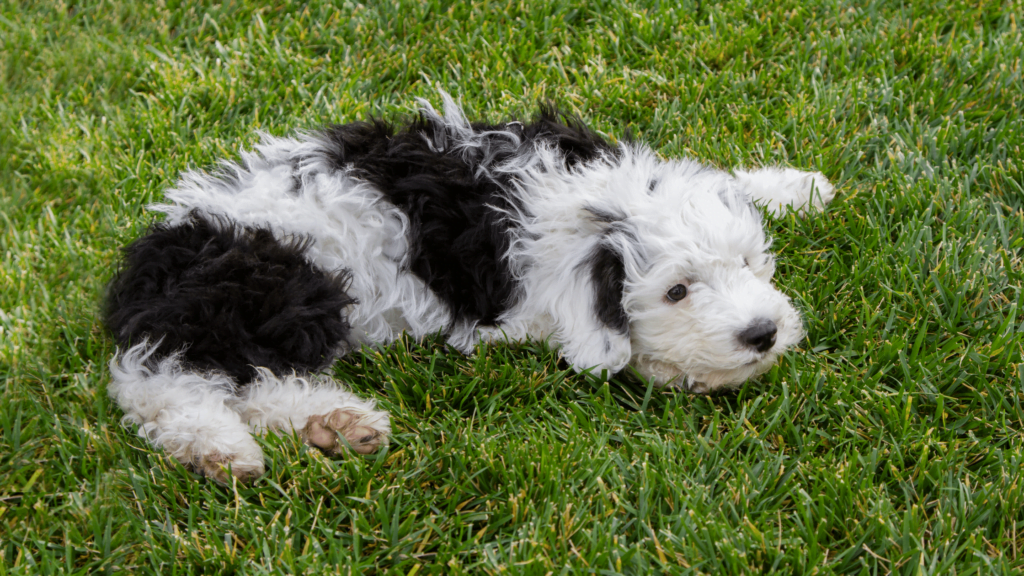 Sheepadoodle dog