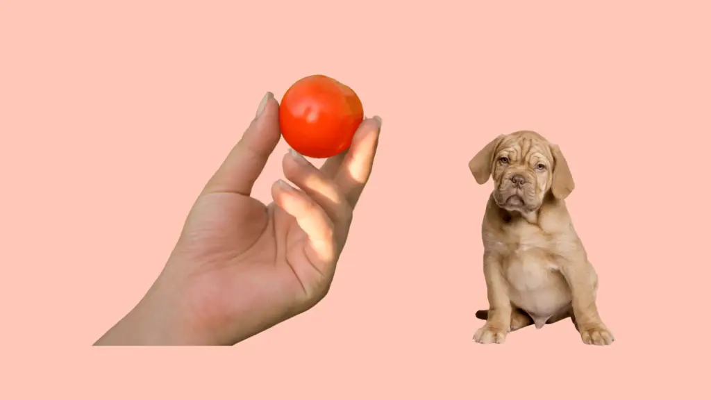 Can dogs eat tomatoes