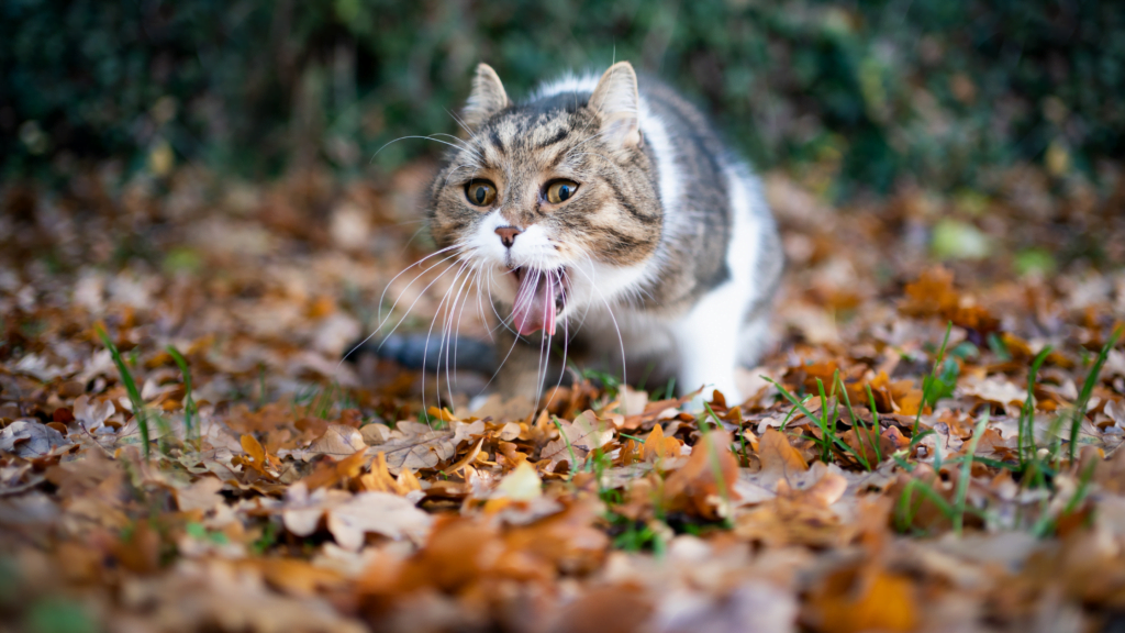 cat throwing up digested food