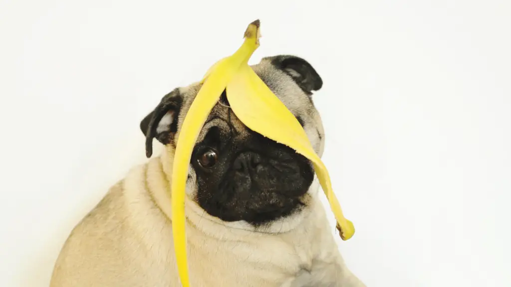 Can dogs eat bananas