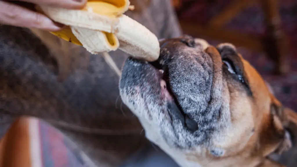How to feed banana to dogs