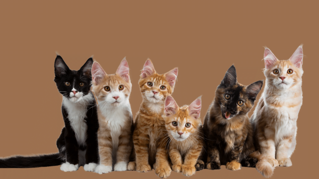 Cat breeds