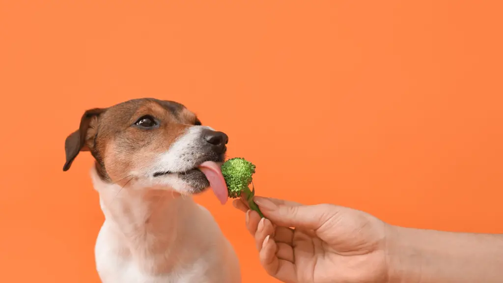 Can Broccoli kill dogs?
