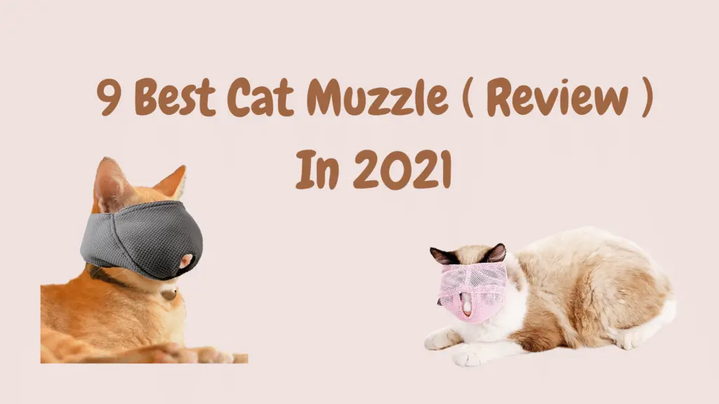 Best Cat Muzzle
