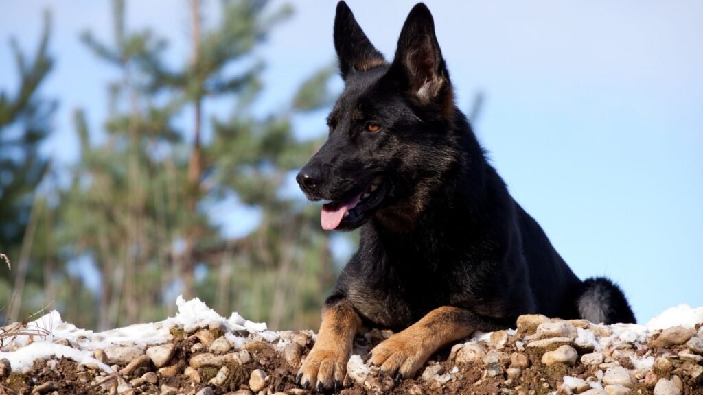 Black Shepherd