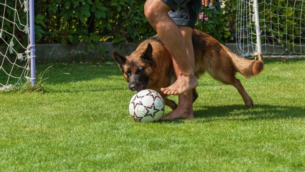 german shepherd playing