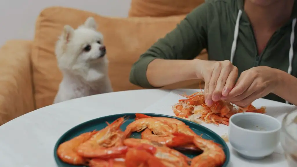 Should I feed shrimp to my dog ? 