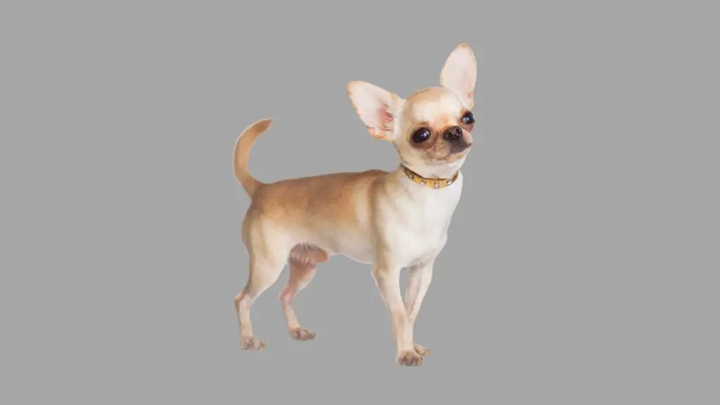 Fawn Chihuahua