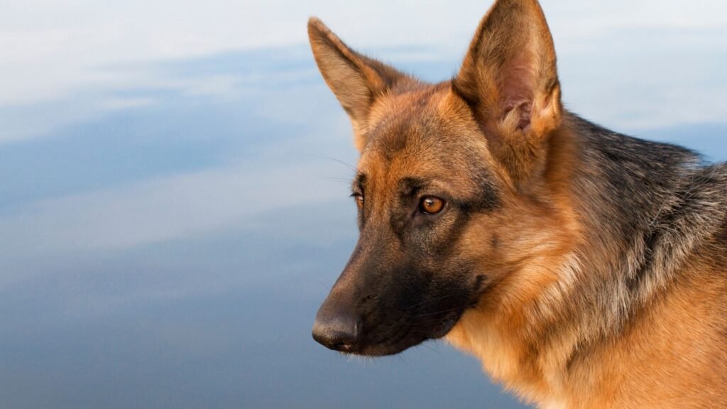 Saddle German Shepherd