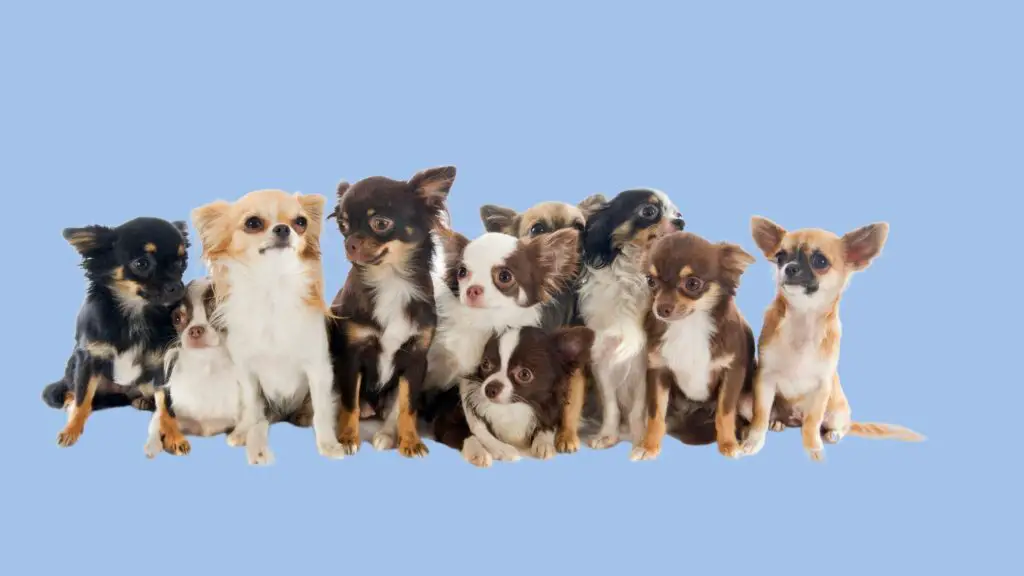 Different Types of Chihuahua
