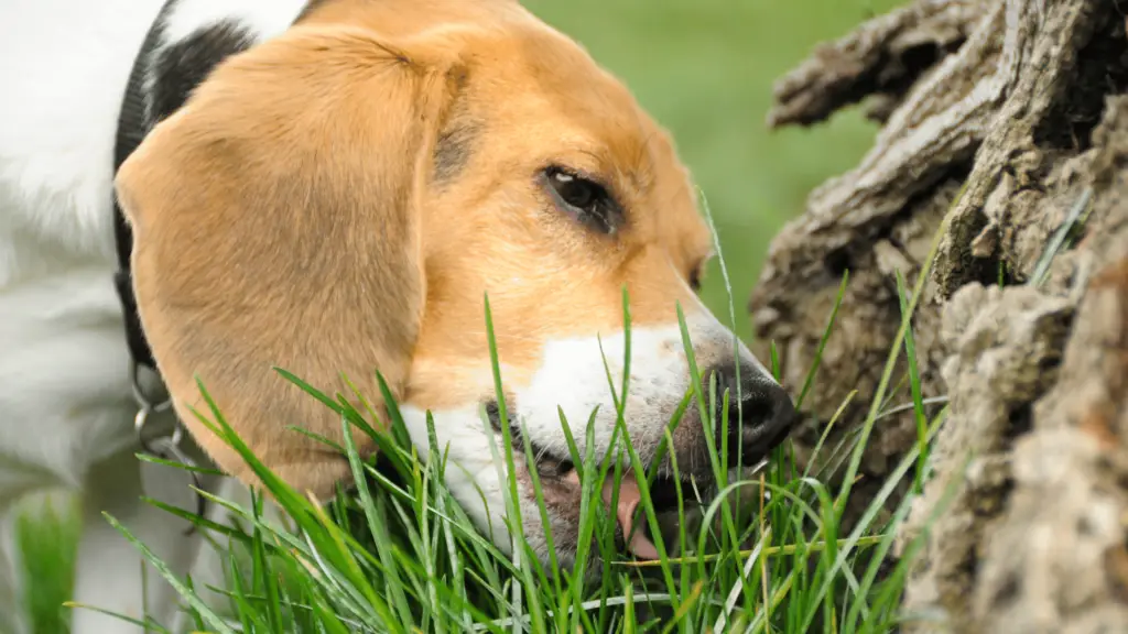 Why Do Dogs Eat Grass ?