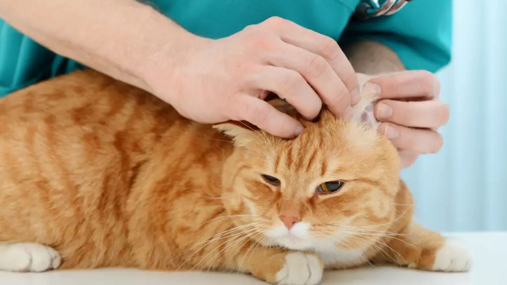 cat treatment