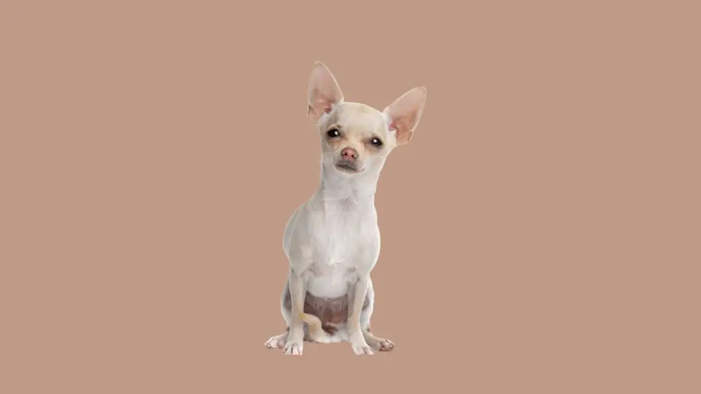 Short Hair Chihuahua