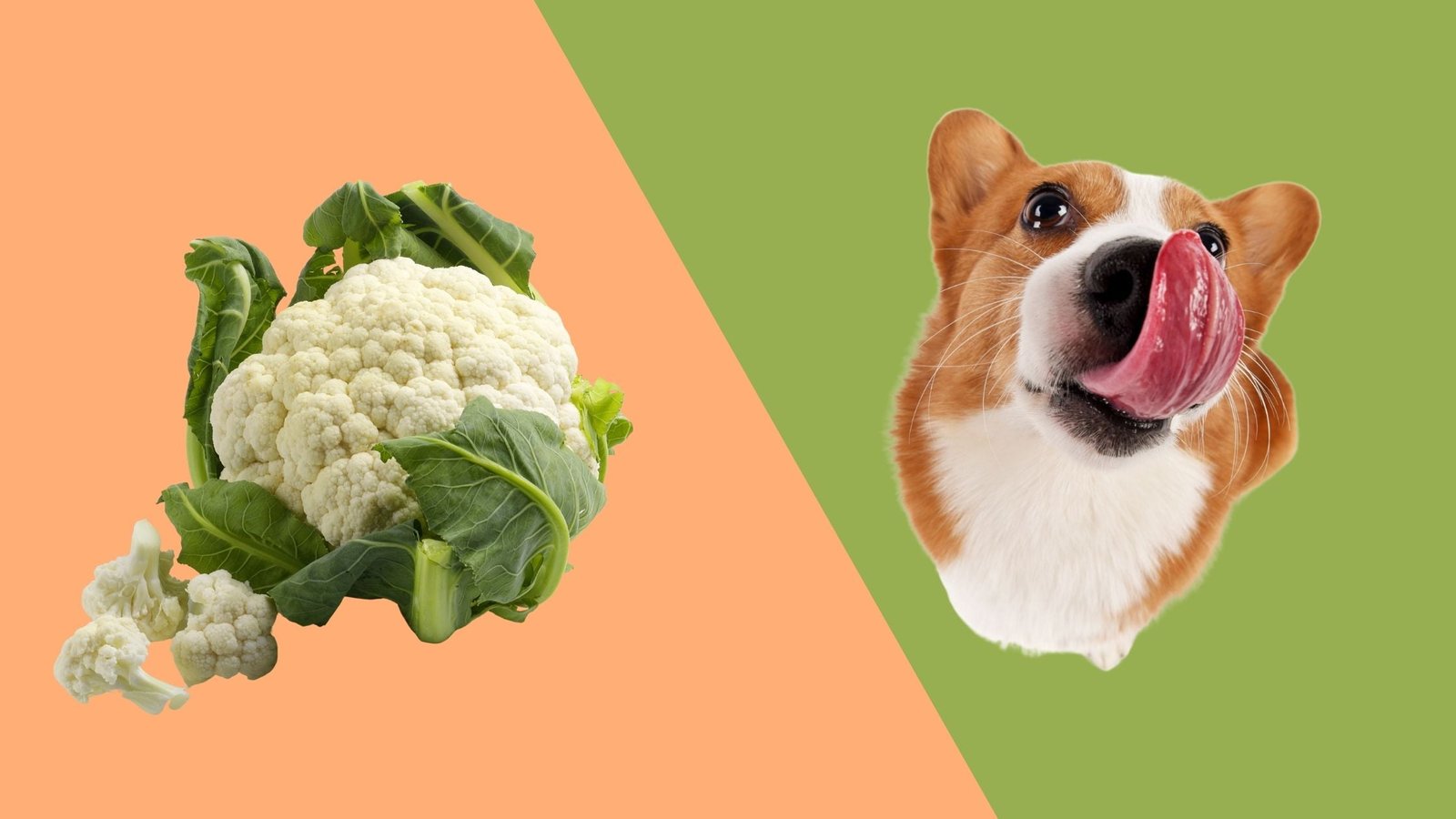 can dogs eat cauliflower