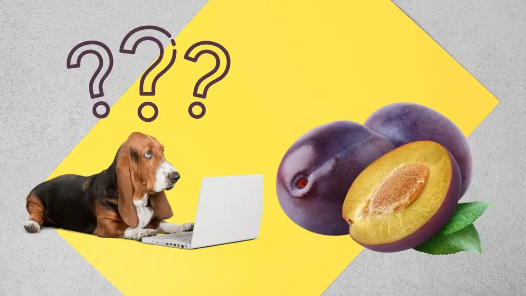 can dogs eat plums?