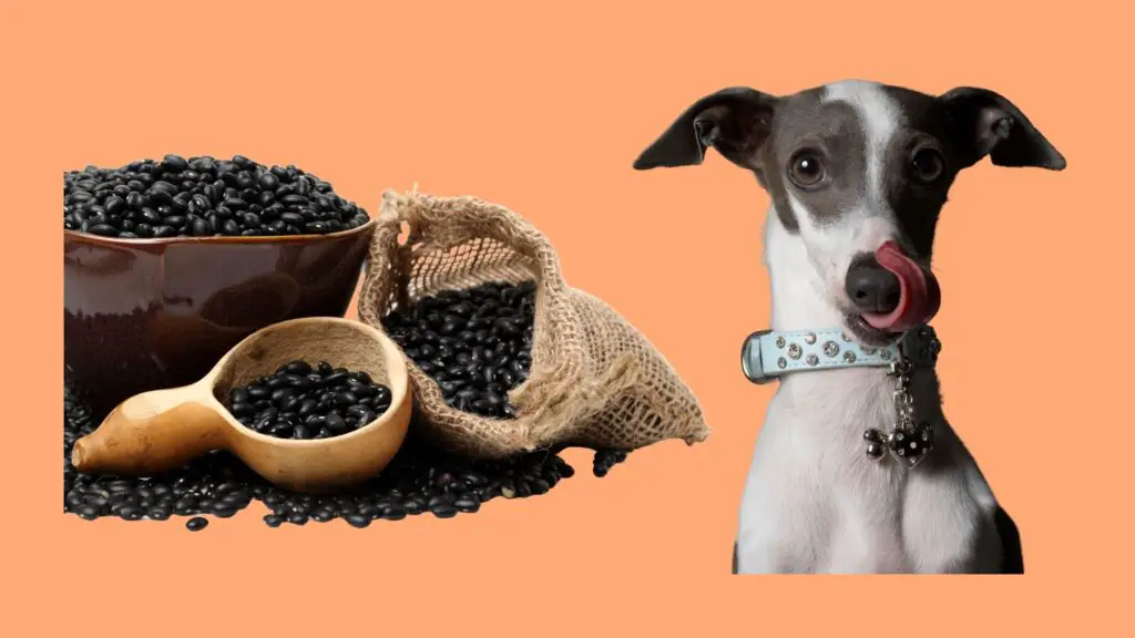 Can dogs eat black beans