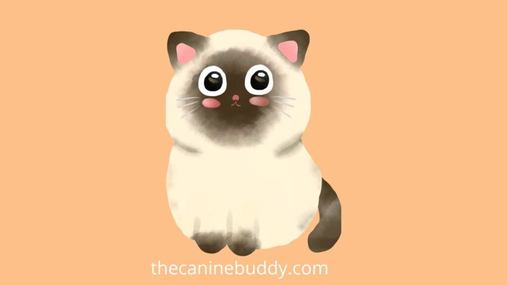 Siamese cat breed