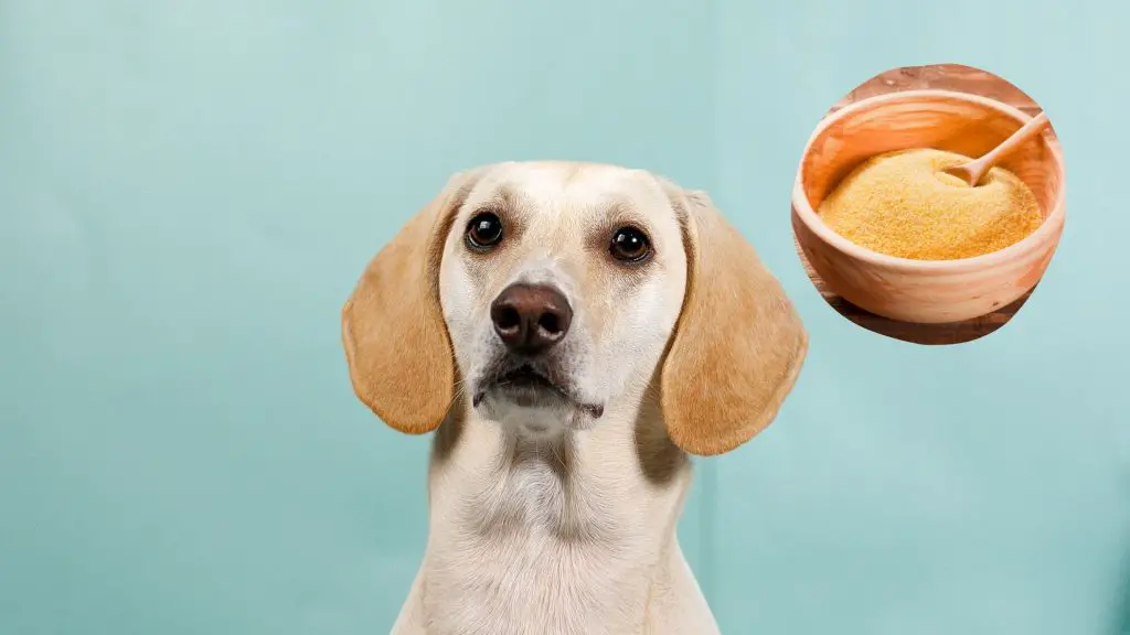 Are grits bad for dogs?