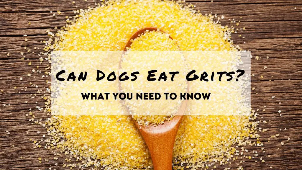Can Dogs Eat Grits?