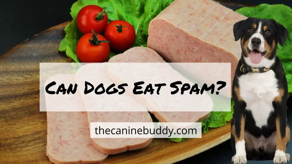 Can Dogs Eat Spam