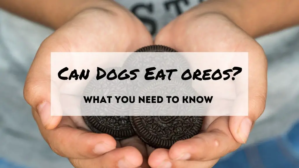 Can dogs eat oreos