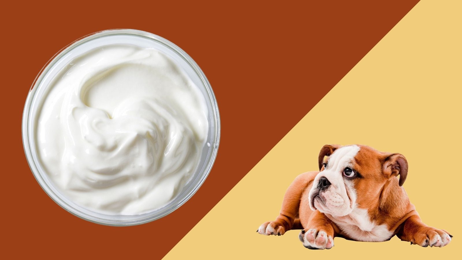 Can Dogs Have Sour Cream? You Must Know - The Canine Buddy