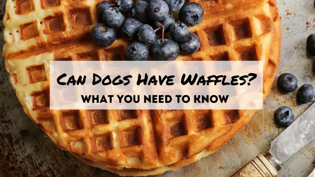 Can dogs have waffles?