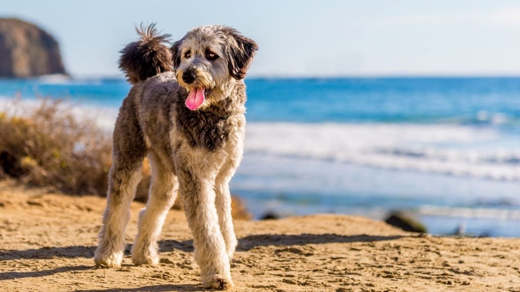  Mini aussiedoodle personality