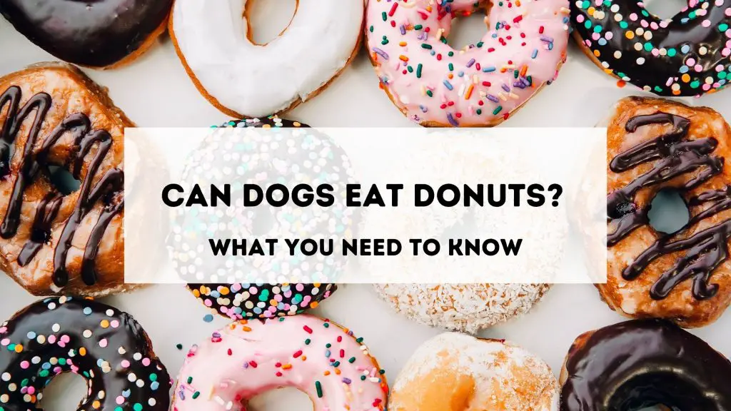 can dogs eat donuts?