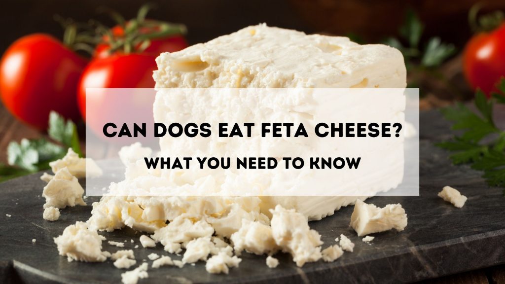 Can dogs eat Feta Cheese?