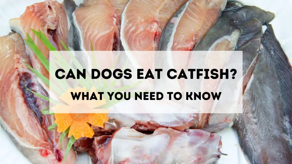 Can dogs eat catfish