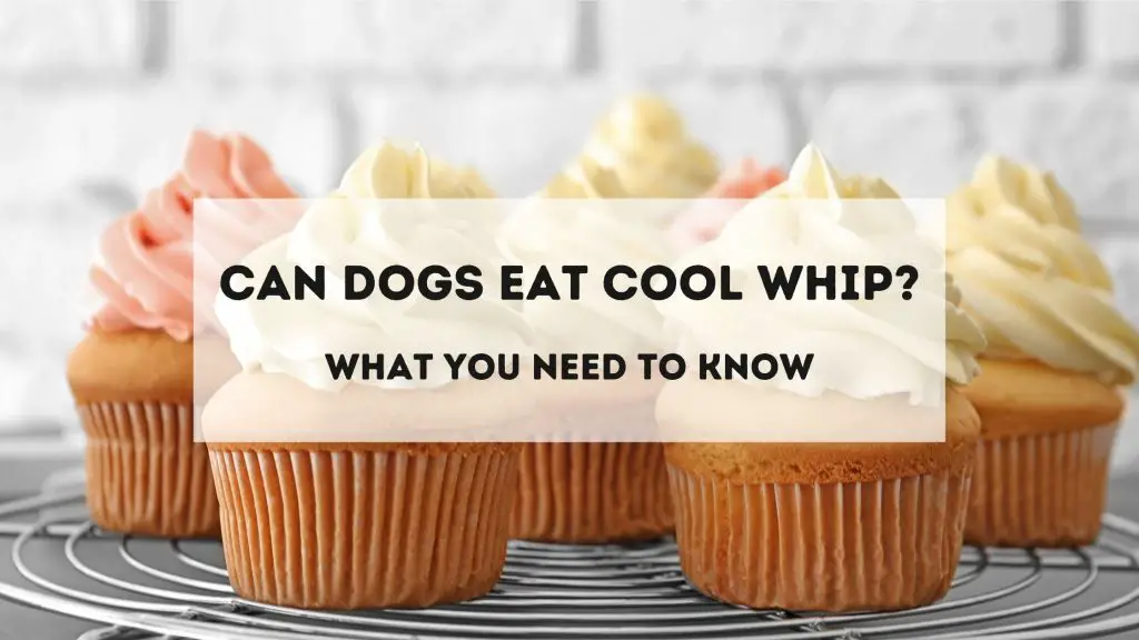 Can Dogs eat Cool Whip?