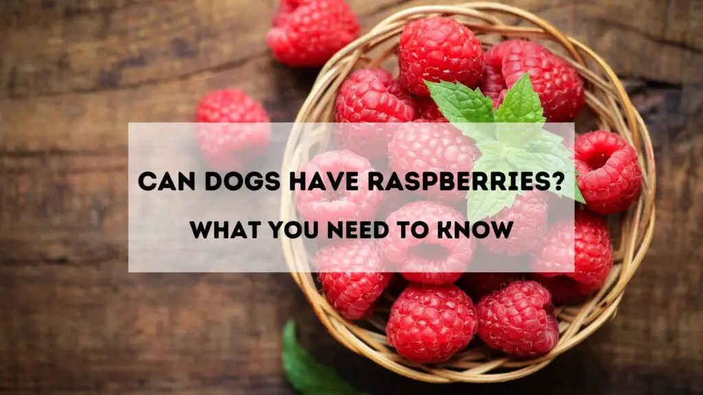 can dogs have raspberries