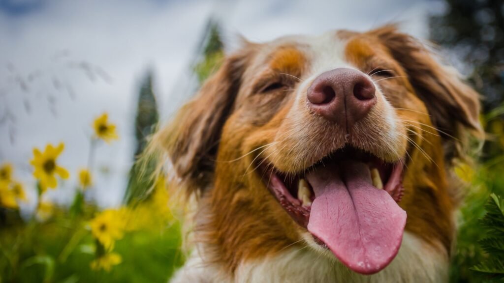  are blackberries good for dogs?