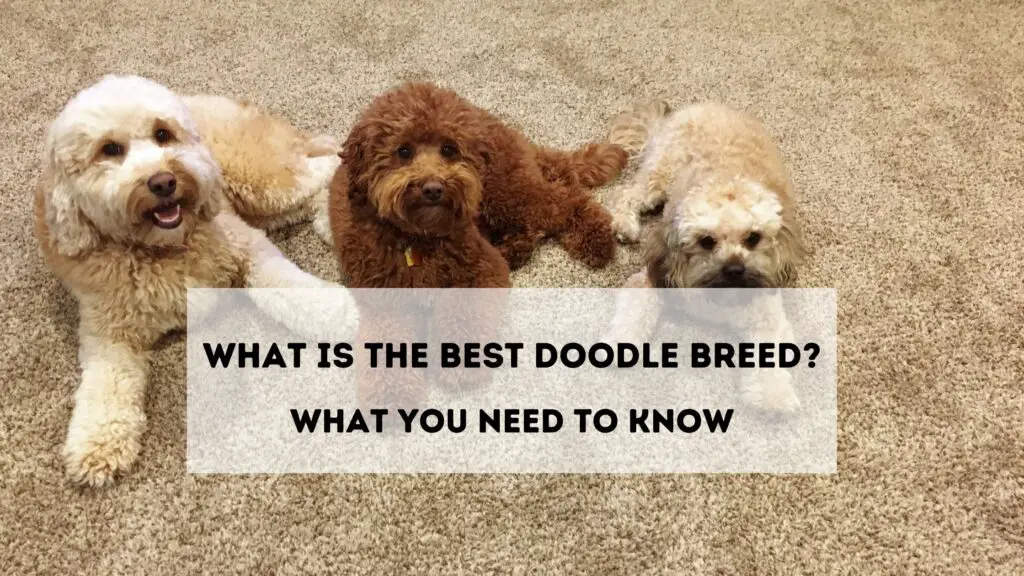 What Is the Best Doodle Breed