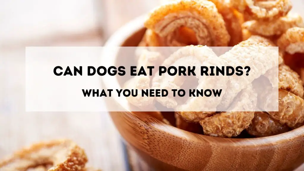 Can Dogs Eat Pork Rinds