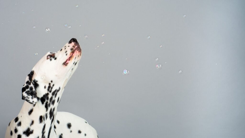 Personality of long-haired dalmatian